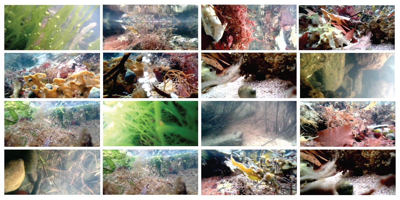 Images of fieldwork photos taken in rockpools