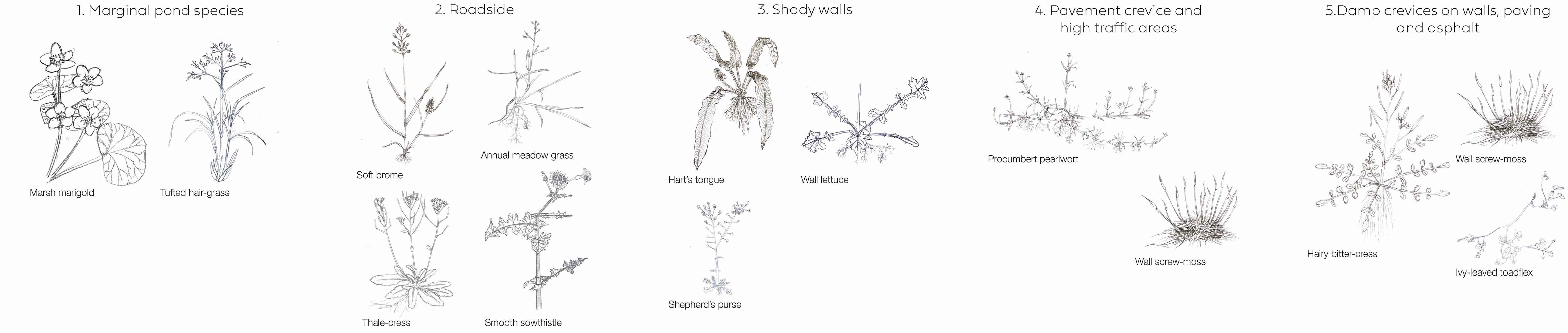 Urban plants habitats 