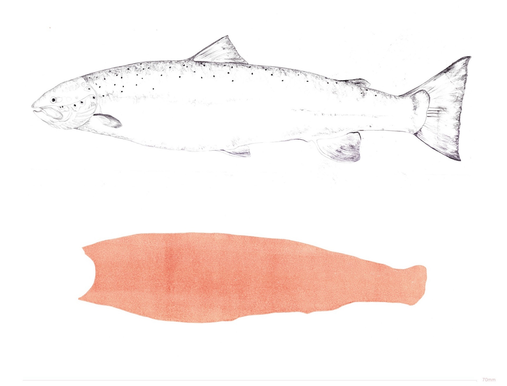 Spawning Female Atlantic Salmon 1.1 @A1