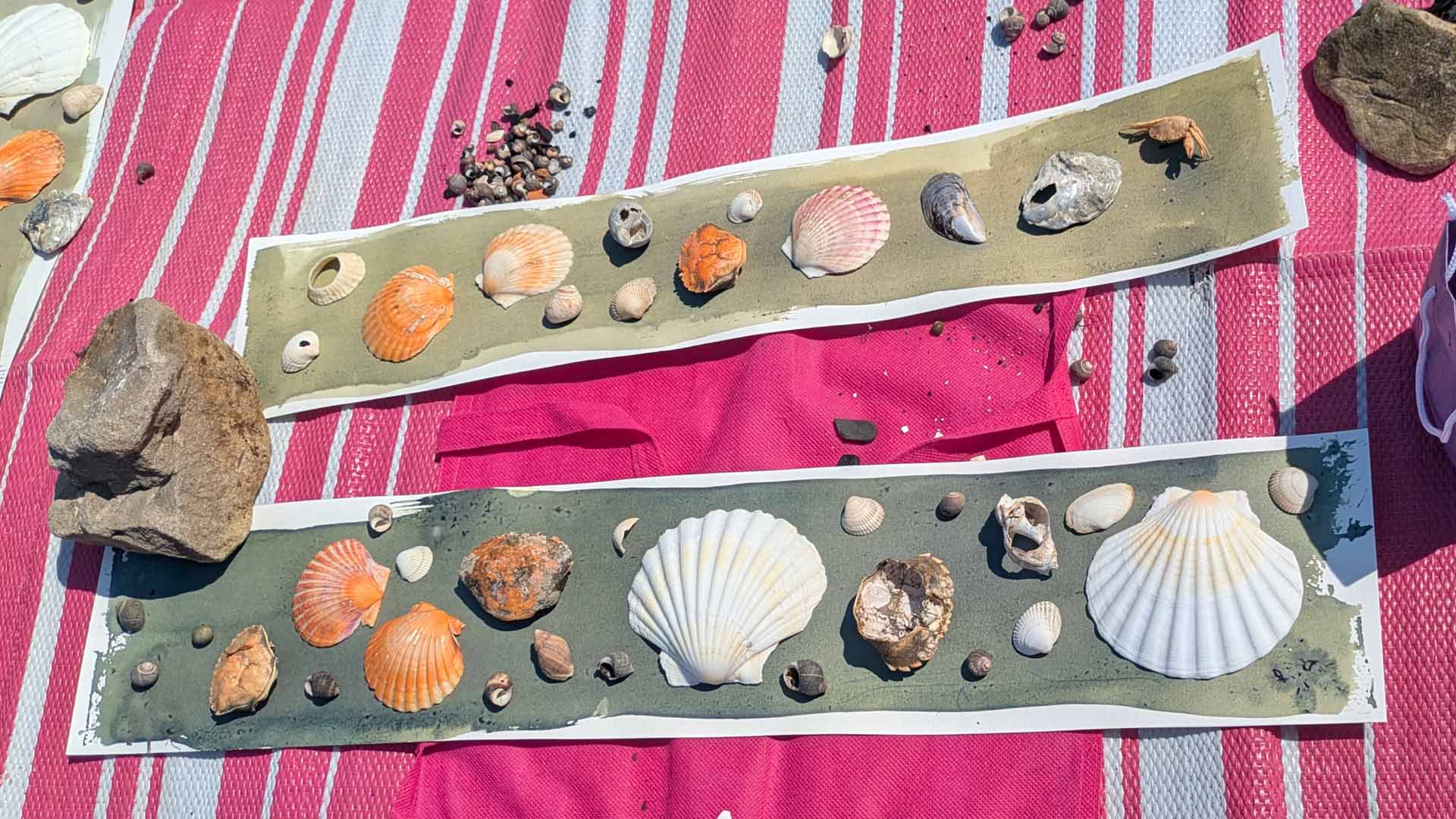 Shells laid out for cyanotype