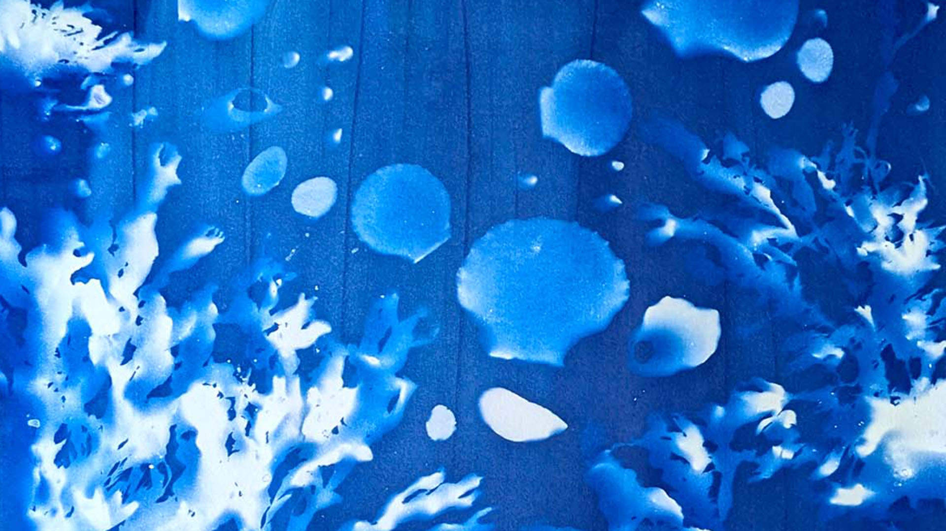 Close-up of cyanotype