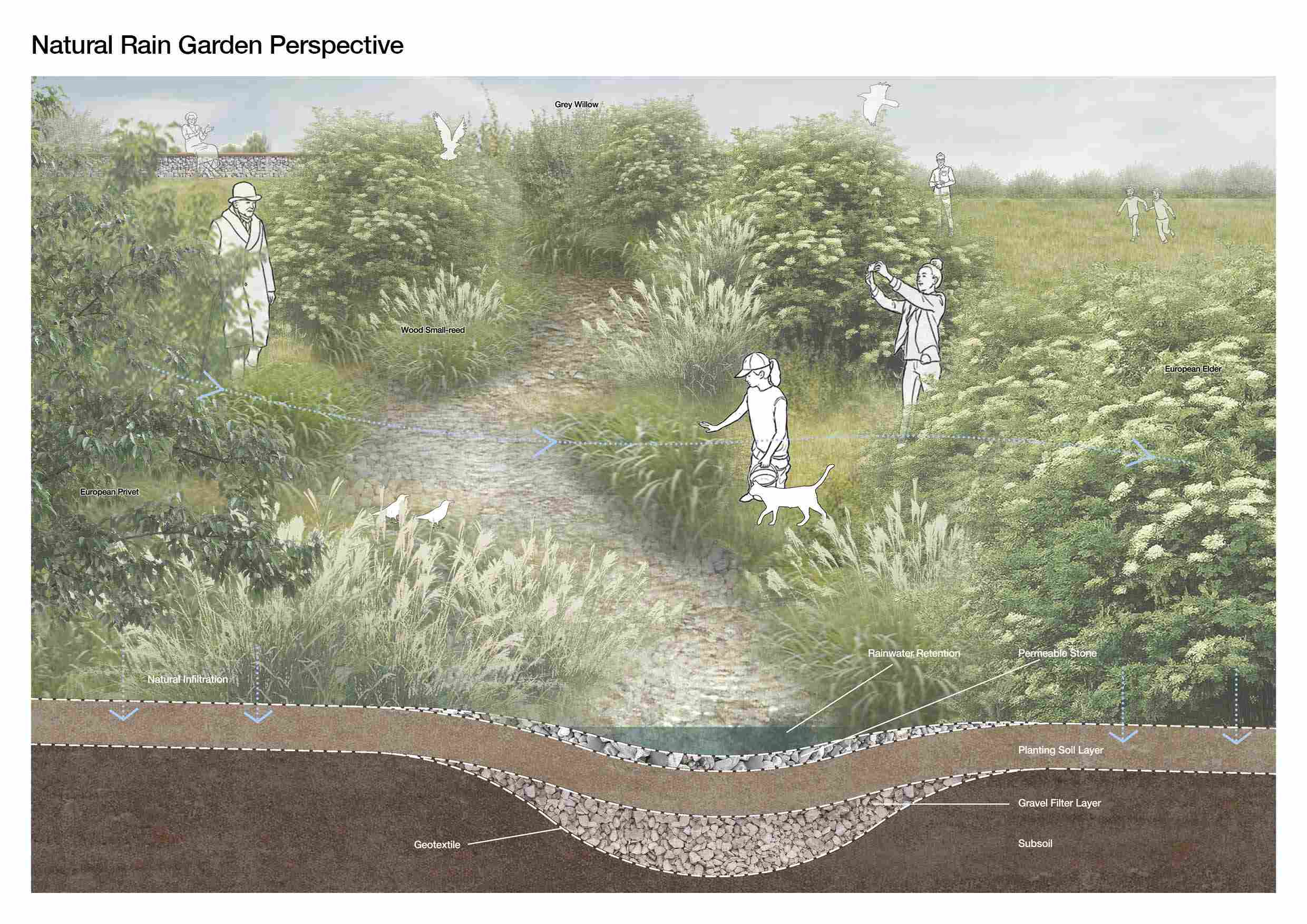 Natural Rain Garden Perspective