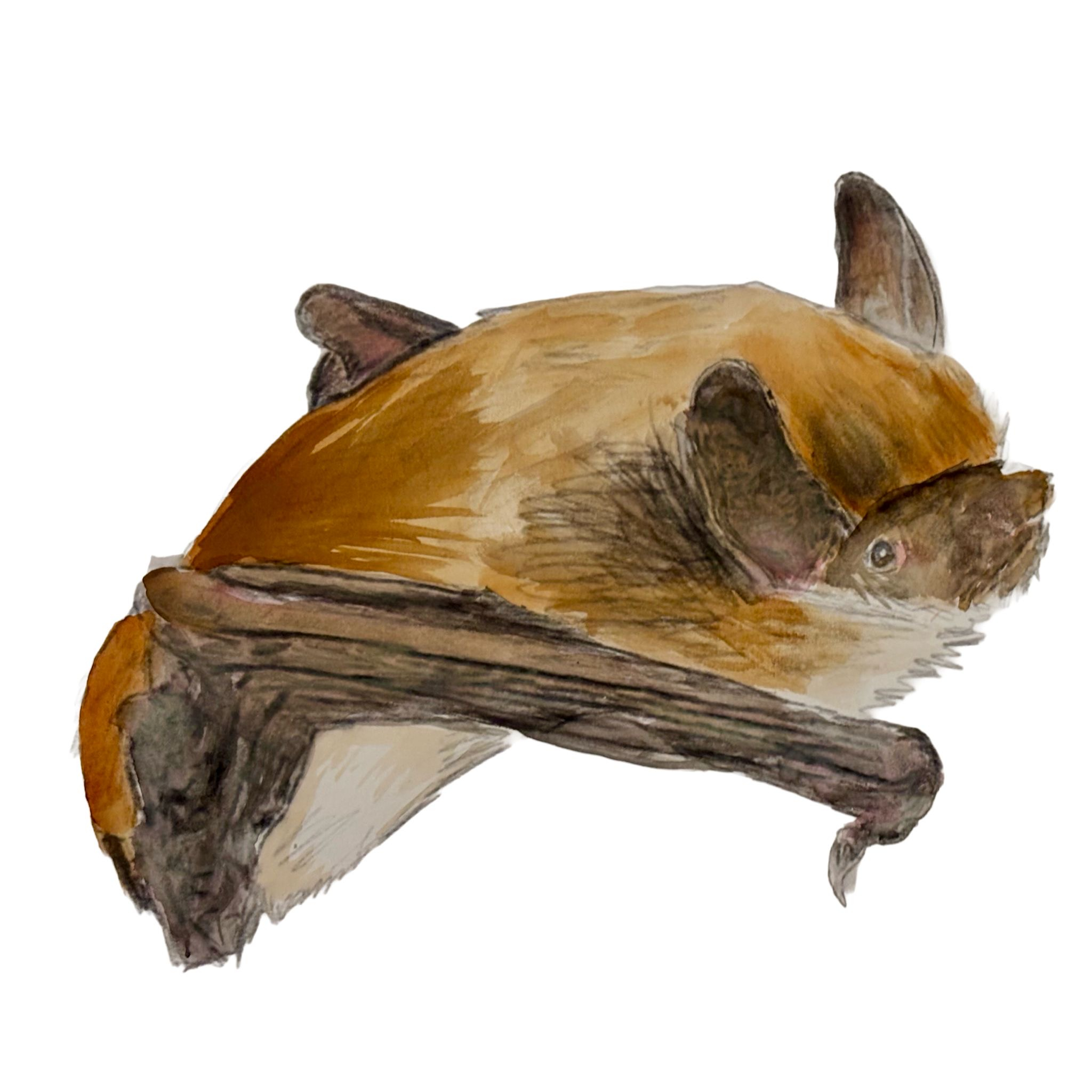 Daubenton bat