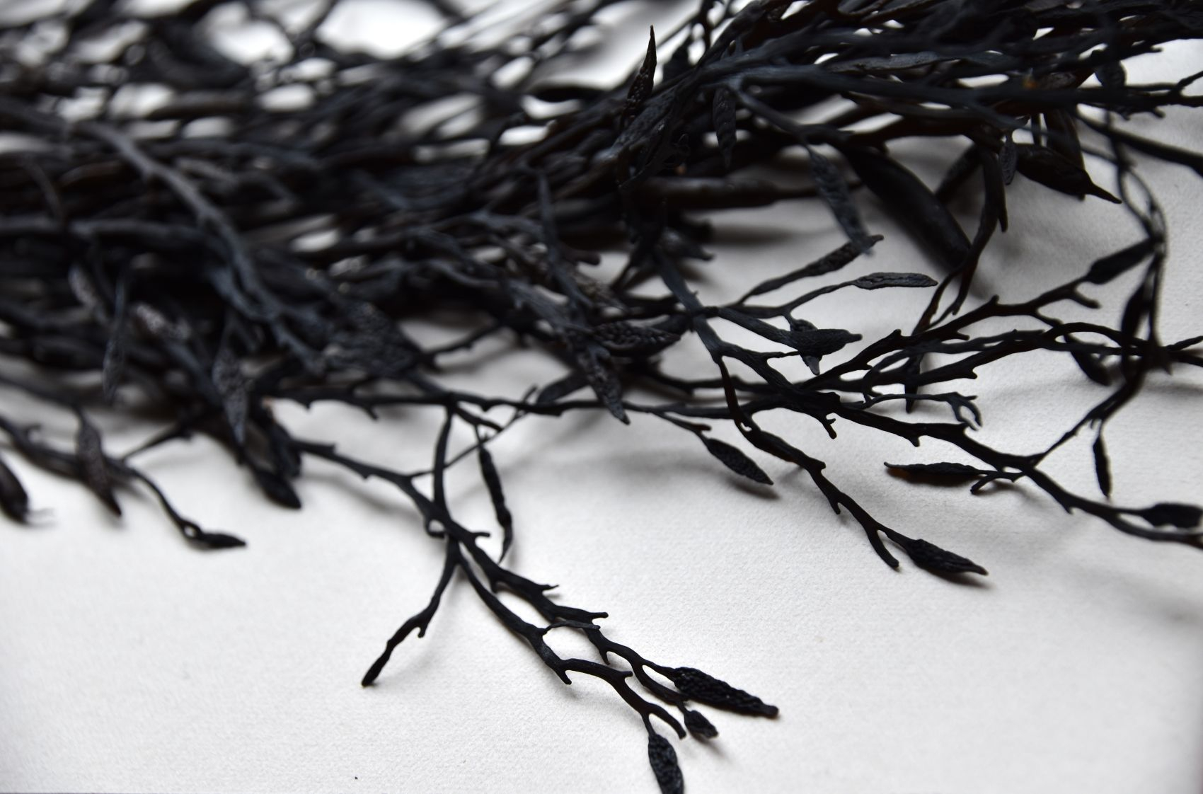 Seaweed photography