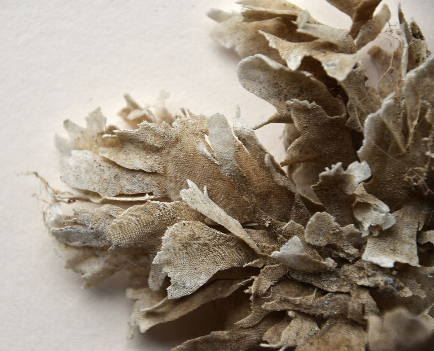 Seaweed photography
