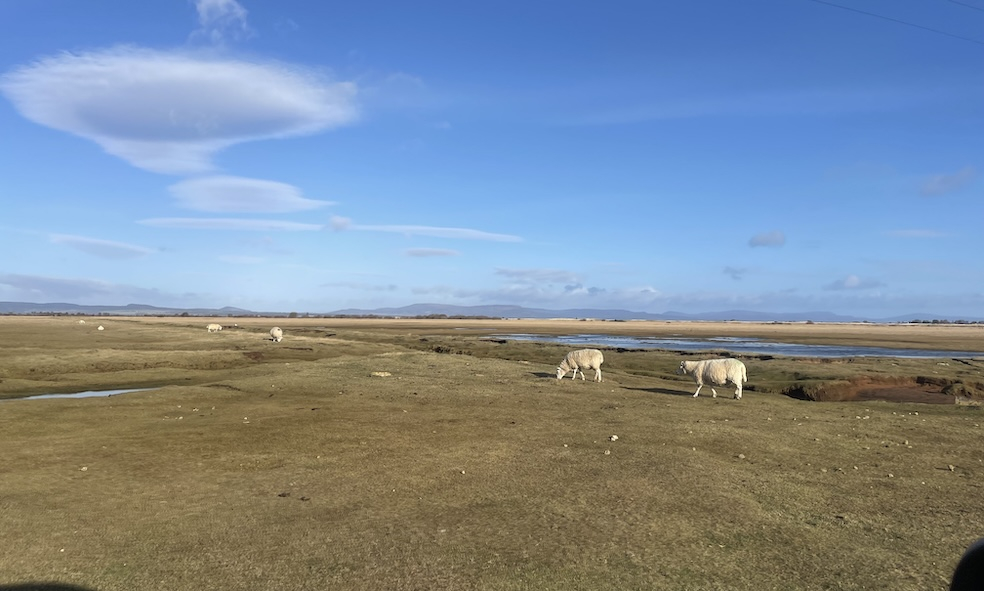 Sheep grazing on saltmarsh, Morrich More