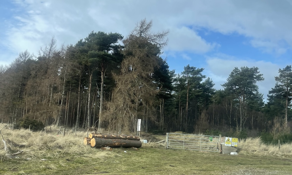 Morrich More Woodland, Scots Pine plantation 
