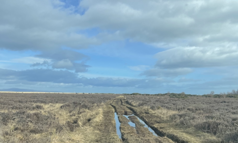 Mud Road through Morrich More's Heathland 
