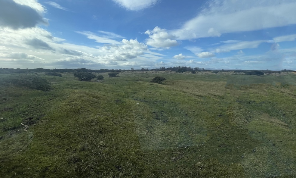 Site Cleared of Invasive Gorse Bushes to Protect Coastal Juniper