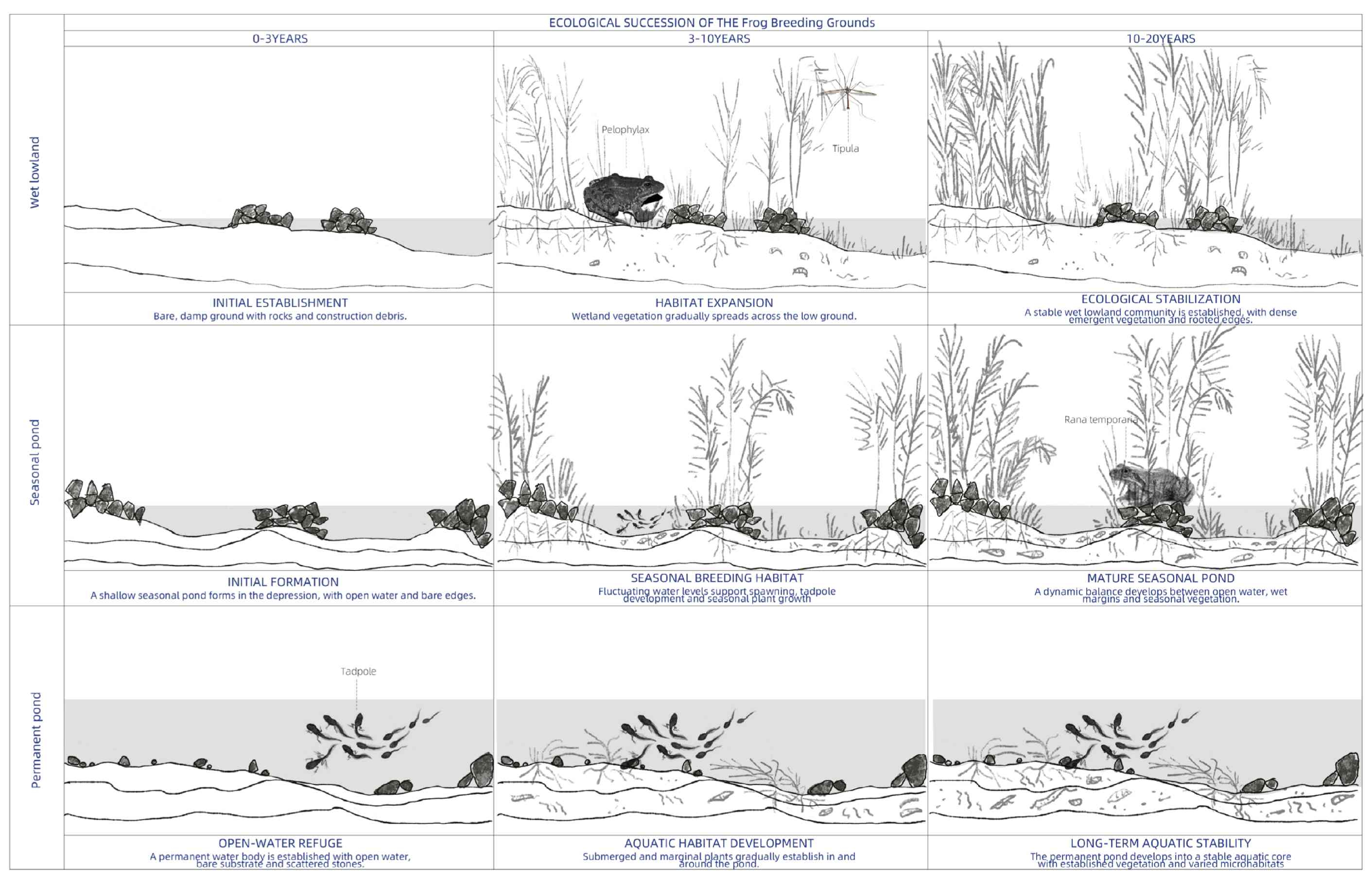 Ecological succession of frog breeding grounds, showing how wet lowland, seasonal pond and permanent pond habitats develop over time to support amphibian breeding, shelter and long-term wetland stability.
