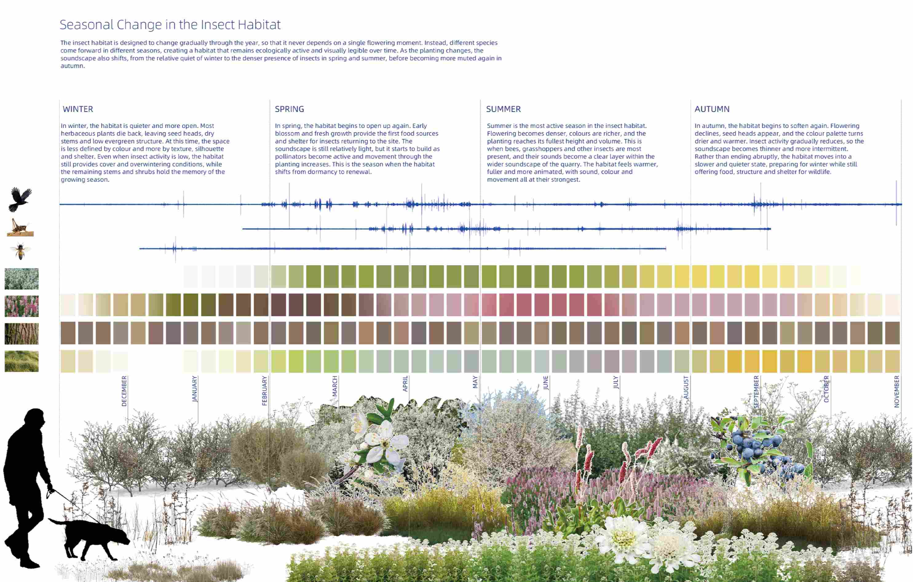 Seasonal change in the insect habitat, showing how planting, colour, flowering periods and insect sounds shift through the year to create a dynamic ecological soundscape.