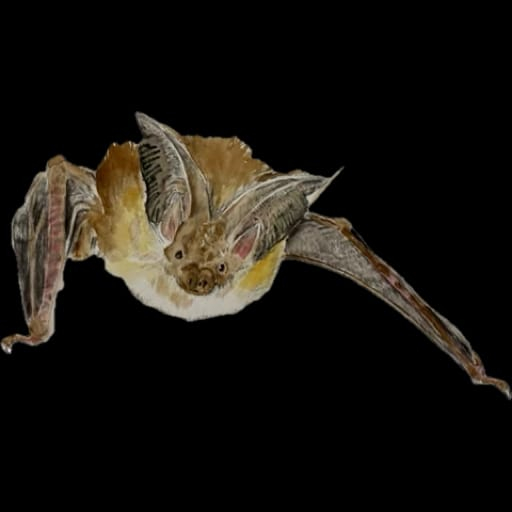 Brown Long-eared bat