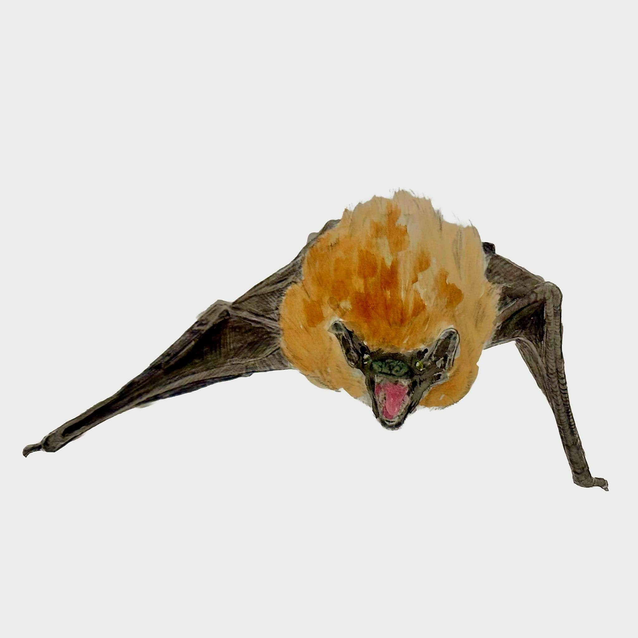 Nathusius Pipistrelle bat