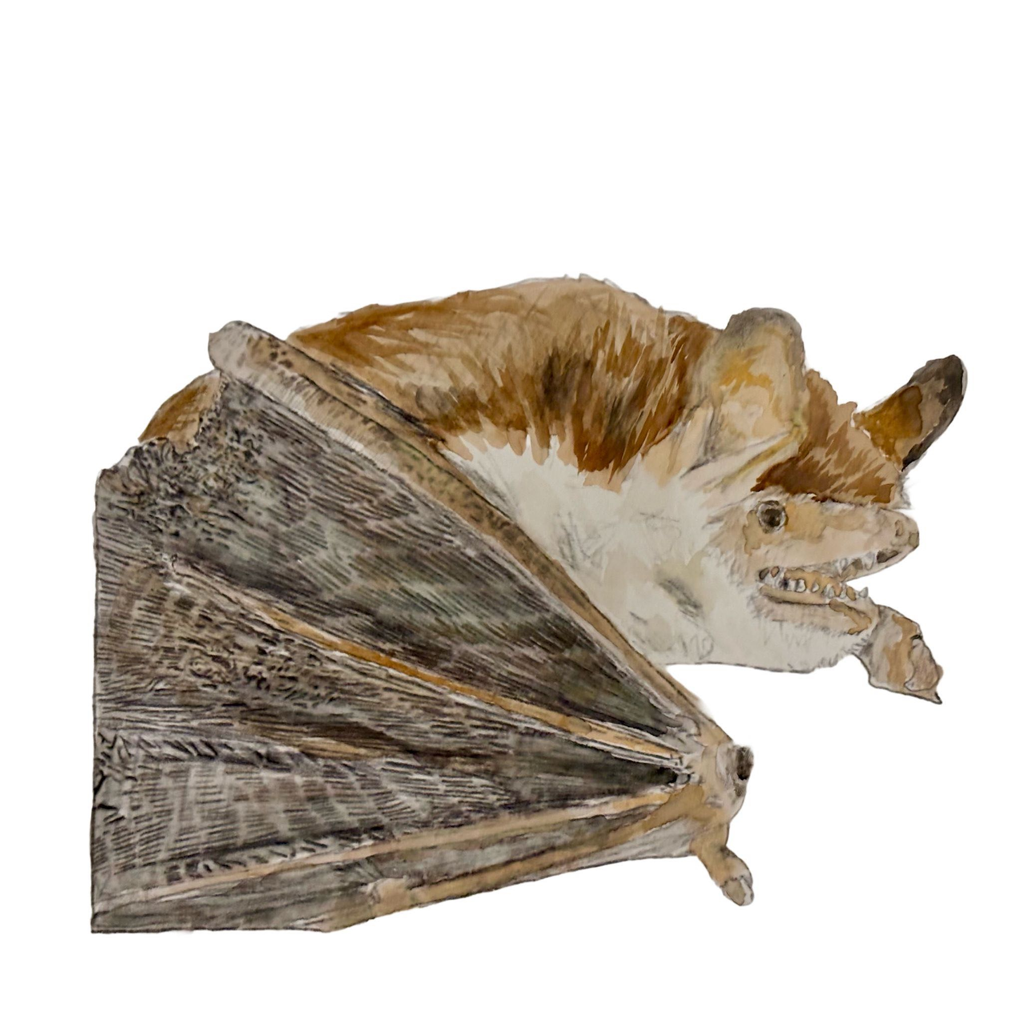 Whiskered bat