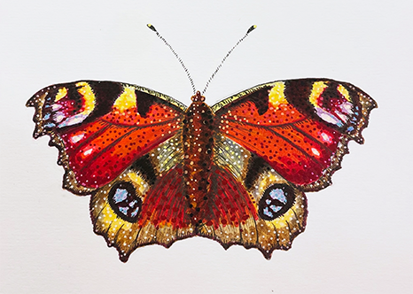 Peacock_6