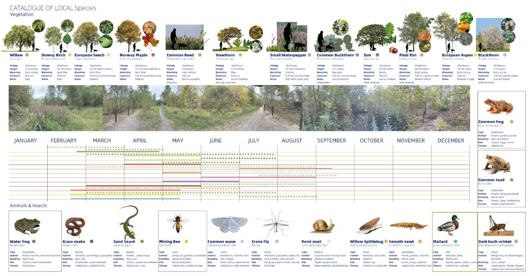 Catalogue of local species used to guide the ecological soundscape strategy, linking vegetation, amphibians, insects and birds with seasonal change, habitat design and the sounds they bring to Liban Quarry.