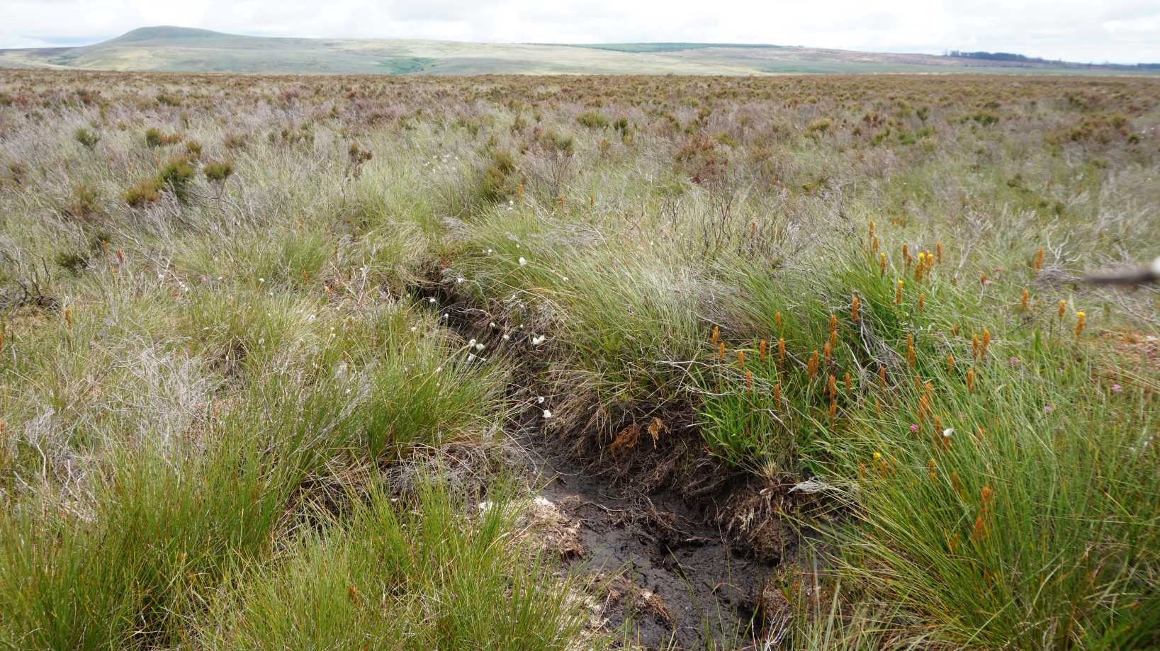 Tarras Valley Peatland