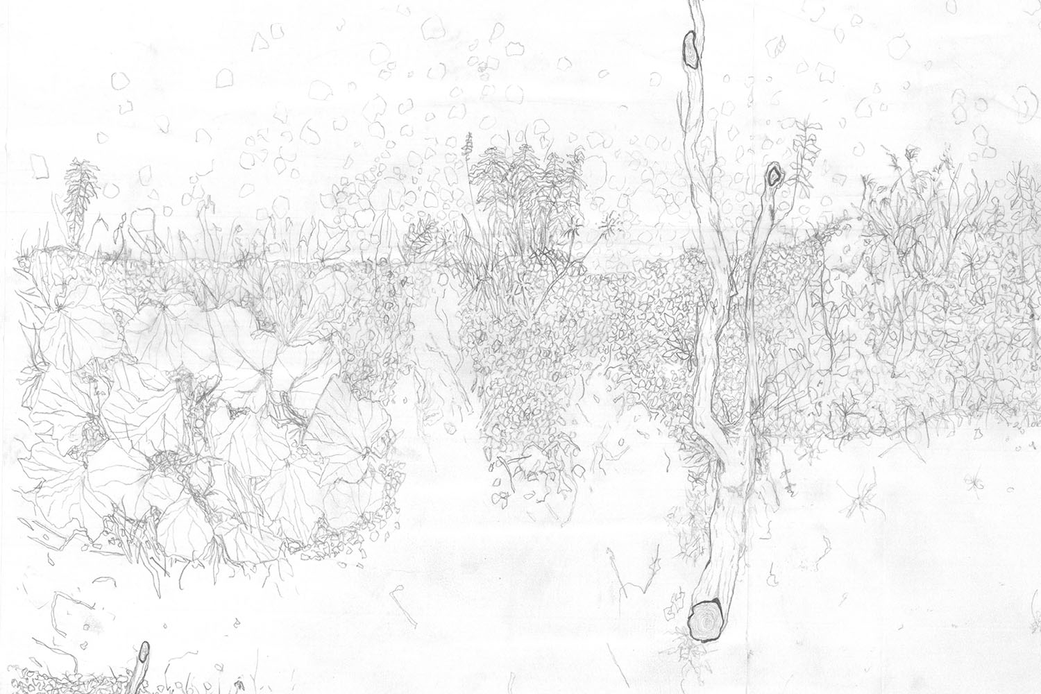 Detailed Drawing of Tree and Surrounding Ecologies